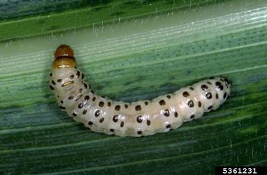 southwestern corn borer (Diatraea grandiosella ) on corn (Zea mays ) - 5361231