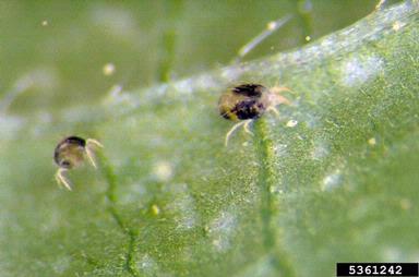 twospotted spider mite (Tetranychus urticae ) on corn (Zea mays ) - 5361242
