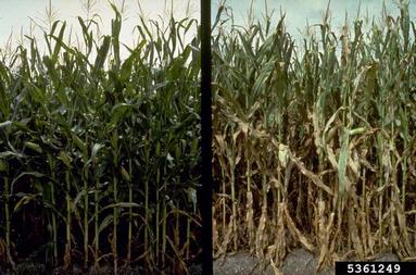 spider mites (  ) on corn (Zea mays ) - 5361249