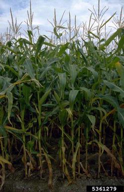 corn, Zea mays  (Cyperales: Poaceae) - 5361279