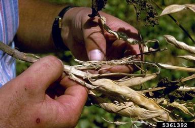 Sclerotinia rot (Sclerotinia sclerotiorum ) on common bean (Phaseolus vulgaris ) - 5361392