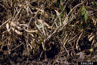Sclerotinia rot (Sclerotinia sclerotiorum ) on common bean (Phaseolus vulgaris ) - 5361393
