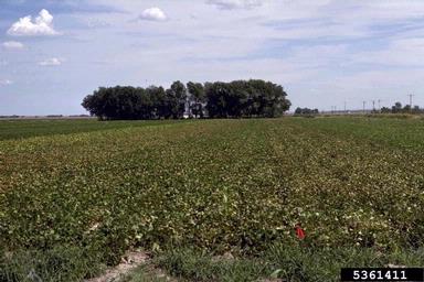 dry bean rust (Uromyces appendiculatus ) on common bean (Phaseolus vulgaris ) - 5361411
