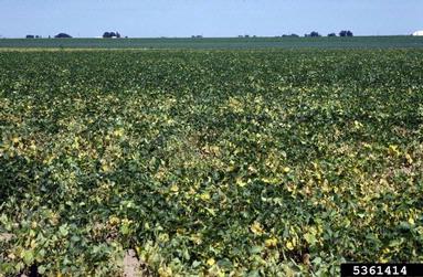 Fusarium wilt (Fusarium oxysporum f.sp. phaseoli) on common bean (Phaseolus vulgaris ) - 5361414
