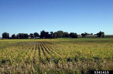 Fusarium wilt (Fusarium oxysporum f.sp. phaseoli) on common bean (Phaseolus vulgaris ) - 5361415