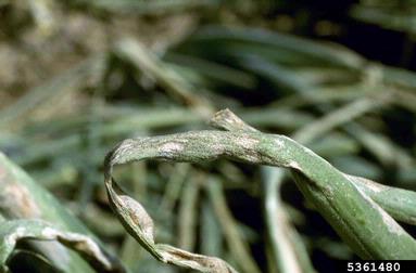 downy mildew (Peronospora destructor ) on garden onion (Allium cepa ) - 5361480