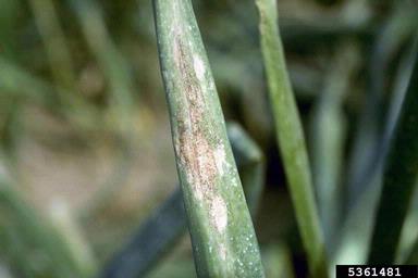 downy mildew (Peronospora destructor ) on garden onion (Allium cepa ) - 5361481