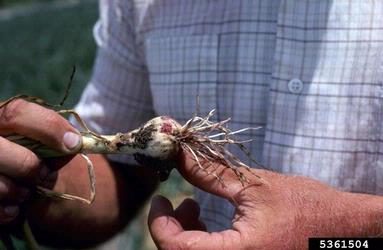 pink root of onion (Phoma terrestris ) on garden onion (Allium cepa ) - 5361504