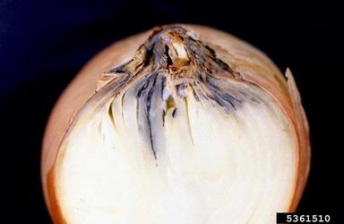 botrytis rot (Botrytis allii ) on garden onion (Allium cepa ) - 5361510
