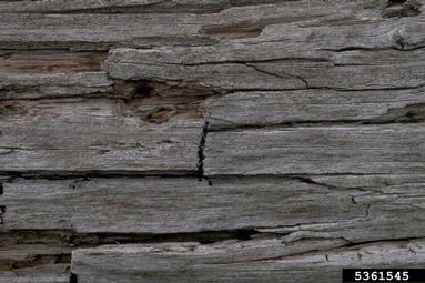 lumber and building materials,    - 5361545