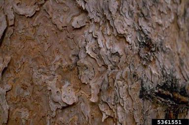 pine, fir, spruce and larch,    (Pinales: Pinaceae) - 5361551