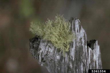 lichen,    - 5361554