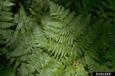 brackenfern, Pteridium aquilinum  (Polypodiales: Dennstaedtiaceae) - 5361569