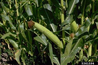 corn, Zea mays  (Cyperales: Poaceae) - 5361594