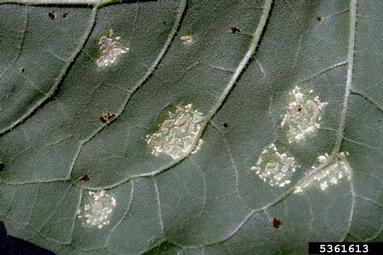 white rust (Albugo tragopogonis ) on sunflower (Helianthus spp. ) - 5361613