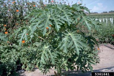 papaya, Carica papaya  (Violales: Caricaceae) - 5361641
