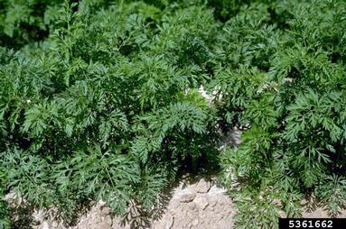 carrot, Daucus carota ssp. sativus (Apiales: Apiaceae) - 5361662