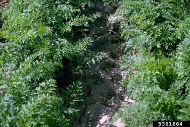 carrot, Daucus carota ssp. sativus (Apiales: Apiaceae) - 5361664