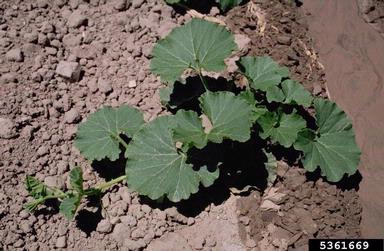 winter squash, Cucurbita maxima  (Violales: Cucurbitaceae) - 5361669