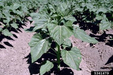 sunflower, Helianthus spp.  (Asterales: Asteraceae) - 5361679