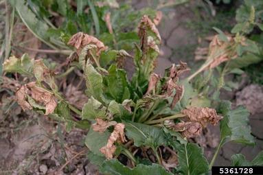 Fusarium root rot and wilt (Fusarium oxysporum ) on sugar beet (Beta vulgaris ssp. vulgaris (sugar beet group)) - 5361728