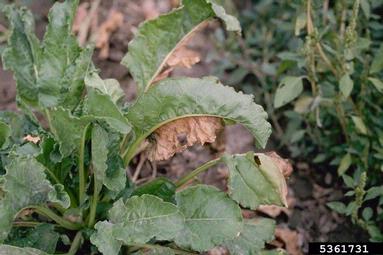 Fusarium root rot and wilt (Fusarium oxysporum ) on sugar beet (Beta vulgaris ssp. vulgaris (sugar beet group)) - 5361731