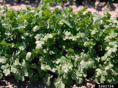 coriander, Coriandrum sativum  (Apiales: Apiaceae) - 5361734
