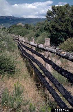 fence,    - 5361744