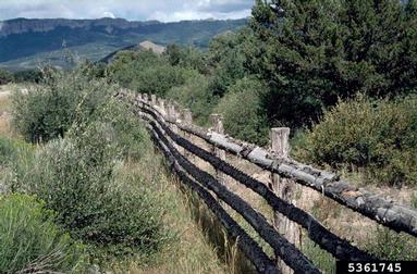 fence,    - 5361745