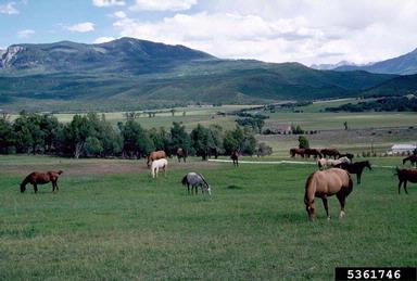 horse (domestic), Equus caballus (domestic type) (Perissodactyla: Equidae) - 5361746