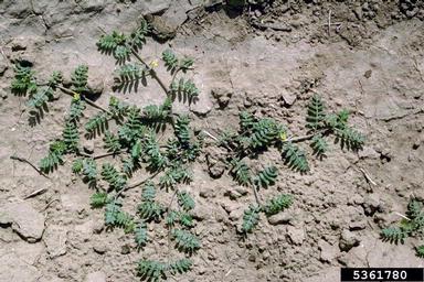 puncturevine, Tribulus terrestris  (Sapindales: Zygophyllaceae) - 5361780