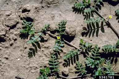 puncturevine, Tribulus terrestris  (Sapindales: Zygophyllaceae) - 5361781