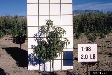 peach, Prunus persica  (Rosales: Rosaceae) - 5361990