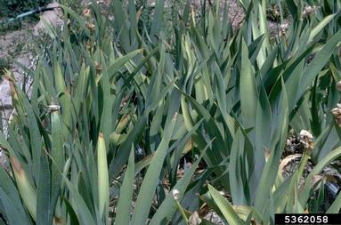 iris, Iris spp.  (Liliales: Iridaceae) - 5362058