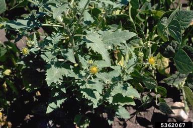 crownbeard (Verbesina encelioides ) on common bean (Phaseolus vulgaris ) - 5362067