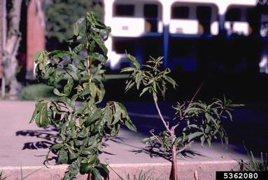 Peach Mosaic Virus (Trichovirus PcMV ) on peach (Prunus persica ) - 5362080