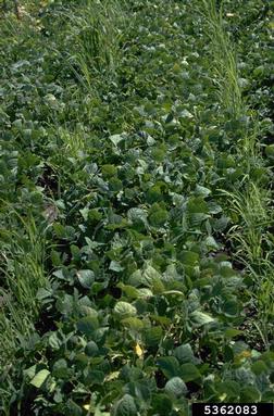 canarygrass (Phalaris canariensis ) on common bean (Phaseolus vulgaris ) - 5362083