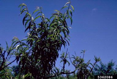 Peach Mosaic Virus (Trichovirus PcMV ) on peach (Prunus persica ) - 5362086