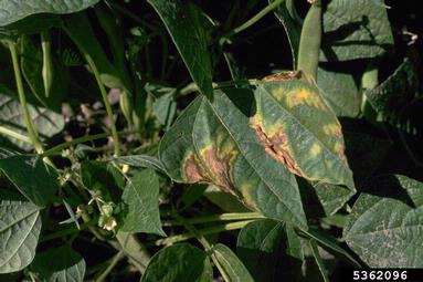 bacterial wilt (Curtobacterium flaccumfaciens pv. flaccumfaciens) on common bean (Phaseolus vulgaris ) - 5362096