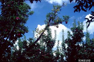 Cherry Rasp Leaf Virus (Nepovirus CRLV ) on apple (Malus domestica ) - 5362102