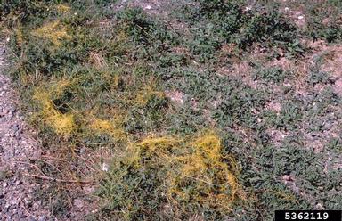 dodder (Cuscuta spp. ) on field bindweed (Convolvulus arvensis ) - 5362119