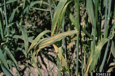 stripe rust (Puccinia striiformis ) on common wheat (Triticum aestivum ) - 5362122