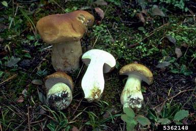 king bolete, Boletus edulis  (Boletales: Boletaceae) - 5362148