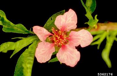 Peach Mosaic Virus (Trichovirus PcMV ) on peach (Prunus persica ) - 5362176