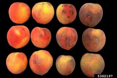 mechanical (  ) on peach (Prunus persica ) - 5362197