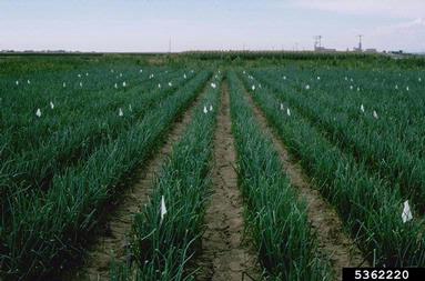 garden onion, Allium cepa  (Liliales: Liliaceae) - 5362220