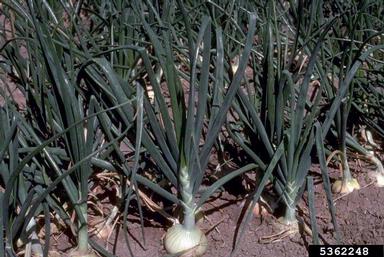 garden onion, Allium cepa  (Liliales: Liliaceae) - 5362248