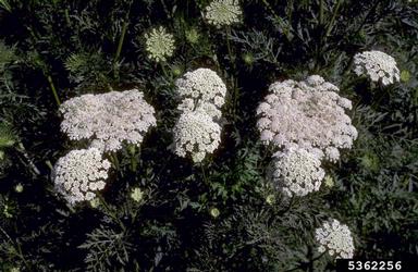 carrot, Daucus carota ssp. sativus (Apiales: Apiaceae) - 5362256