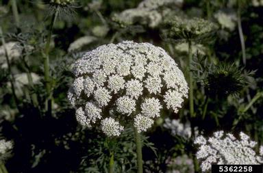 carrot, Daucus carota ssp. sativus (Apiales: Apiaceae) - 5362258