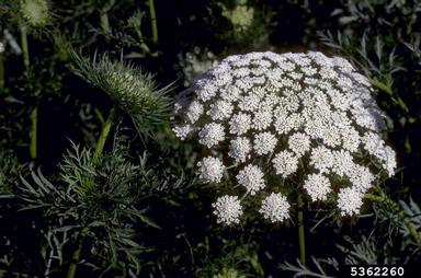 carrot, Daucus carota ssp. sativus (Apiales: Apiaceae) - 5362260